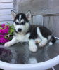 Photo №1. husky de sibérie - à vendre en ville de Prague | 331€ | Annonce №111175