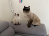 Photo №1. ragdoll - à vendre en ville de New Plymouth | 400€ | Annonce № 56836