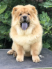 Photos supplémentaires: Chiots Chow Chow à vendre !