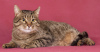 Photo №3. Cat Loaf est entre de bonnes mains !. Fédération de Russie