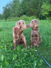 Photos supplémentaires: Chiots de Weimar à poil long