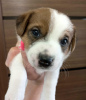 Photo №4. Je vais vendre jack russell terrier en ville de Aigle. de la fourrière - prix - 332€