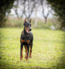 Photo №1. dobermann - à vendre en ville de Belgrade | négocié | Annonce №121938