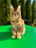 Photo №1. maine coon - à vendre en ville de Wolverhampton | 400€ | Annonce № 125552