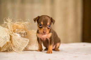 Photo №2 de l'annonce № 617 de la vente petit chien russe - acheter à Fédération de Russie annonce privée