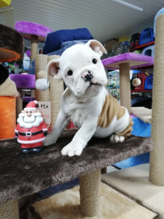 Photos supplémentaires: Des bébés bulldog anglais prêts à emménager dans une nouvelle maison