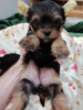 Photos supplémentaires: Chiots Yorkie/Kawaiiork