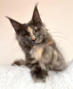 Photo №4. Je vais vendre maine coon en ville de Colorado Springs. éleveur - prix - 284€