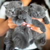 Photo №1. british shorthair - à vendre en ville de Berne | négocié | Annonce № 121745