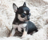 Photo №1. chihuahua - à vendre en ville de Berlin | négocié | Annonce №109103