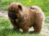 Photos supplémentaires: Chow Chow