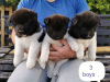 Photo №2 de l'annonce № 11284 de la vente akita (chien) - acheter à La Grande-Bretagne annonce privée