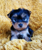 Photo №1. yorkshire terrier - à vendre en ville de Эребру | Gratuit | Annonce №89568