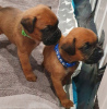 Photos supplémentaires: Chiots Boxer à vendre