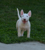 Photos supplémentaires: chiots bull terrier a vendre