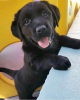 Photo №1. labrador retriever - à vendre en ville de Tampere | négocié | Annonce №85311