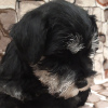 Photo №1. schnauzer miniature - à vendre en ville de Minsk | 600€ | Annonce №11121