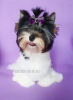 Photo №1. biewer yorkshire terrier - à vendre en ville de Tbilissi | négocié | Annonce №114522