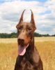 Photo №3. CHIOTS DOBERMANN FCI. Pologne