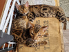 Photo №3. chatons bengal. Allemagne