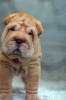 Photo №1. shar pei - à vendre en ville de Helsinki | 800€ | Annonce №12626