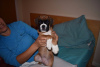 Photo №1. boxer - à vendre en ville de Boston | négocié | Annonce №22345