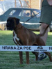 Photos supplémentaires: Boxer allemand, jeune chien