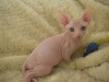 Photo №1. sphynx - à vendre en ville de Belfast | 250€ | Annonce № 124357