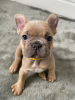 Photo №4. Je vais vendre bouledogue en ville de Silver City.  - prix - 521€