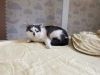 Photos supplémentaires: Elechka, une merveilleuse jeune chatte, est à la recherche d'un foyer et d'une