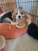 Photo №1. beagle - à vendre en ville de Novosibirsk | négocié | Annonce №7967