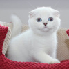 Photo №1. scottish fold - à vendre en ville de Varsovie | 250€ | Annonce № 117794