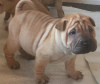 Photo №1. shar pei - à vendre en ville de Chisinau | négocié | Annonce №124378