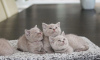 Photo №1. british shorthair - à vendre en ville de Lintgen | Gratuit | Annonce № 119953