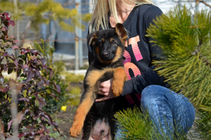 Photos supplémentaires: fille, berger allemand, avec un paquet complet de documents KSU, incomplète 2