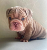 Photo №1. bulldog anglais - à vendre en ville de Bilbao | 400€ | Annonce №126712