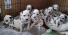 Photo №1. dalmatien - à vendre en ville de Казань | 300€ | Annonce №41372