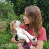 Photo №1. beagle - à vendre en ville de Штутгарт | 473€ | Annonce №119513