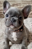 Photo №1. bouledogue - à vendre en ville de Cheb | 450€ | Annonce №123715