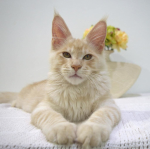 Photo №1. maine coon - à vendre en ville de Gomel | 632€ | Annonce № 3264