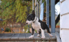 Photo №4. Je vais vendre bull terrier en ville de Reboleira. annonce privée - prix - 500€