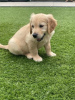 Photo №3. Magnifique golden retriever en adoption gratuite. Allemagne