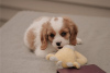 Photo №1. cavalier king charles spaniel - à vendre en ville de Wyoming | négocié | Annonce №110071