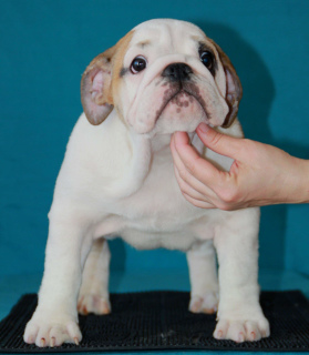 Photo №1. bulldog anglais - à vendre en ville de Ekaterinbourg | Négocié | Annonce №2127