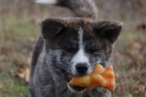Photo №4. Je vais vendre akita (chien) en ville de Nikolaev. de la fourrière - prix - 372€