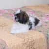 Photo №3. Shih Tzu. USA