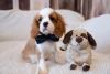 Photo №3. Chiots Cavalier King Charles Spaniel. Estonie