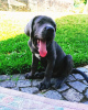 Photo №1. cane corso - à vendre en ville de Helsinki | 550€ | Annonce №80558