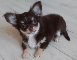 Photo №1. chihuahua - à vendre en ville de Minsk | 454€ | Annonce №5255