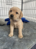 Photo №1. labrador retriever - à vendre en ville de Beverley | 568€ | Annonce №111706